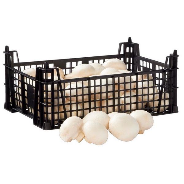 CHAMPIGNON BLANC (KG) NL