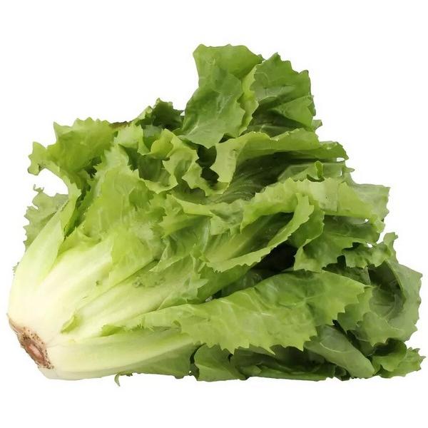 SALADE BATAVIA (PCE) BE
