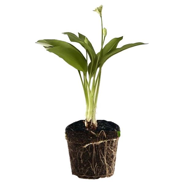 AILS DES OURS PLANTE FRAIS (PCE) BE