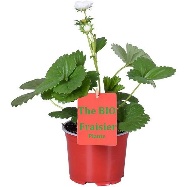 FRAISIER PLANTE FRAIS (PCE) BE